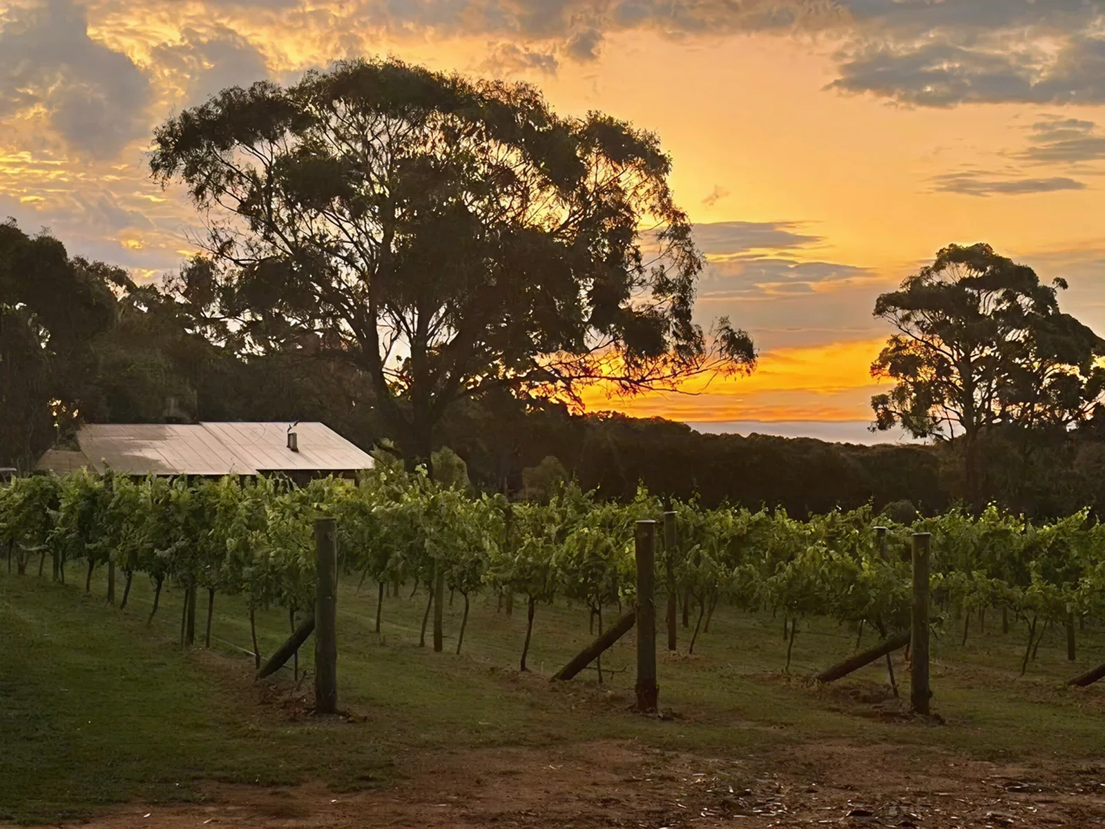 Piru Vineyard rows on the Canyonleigh hillside