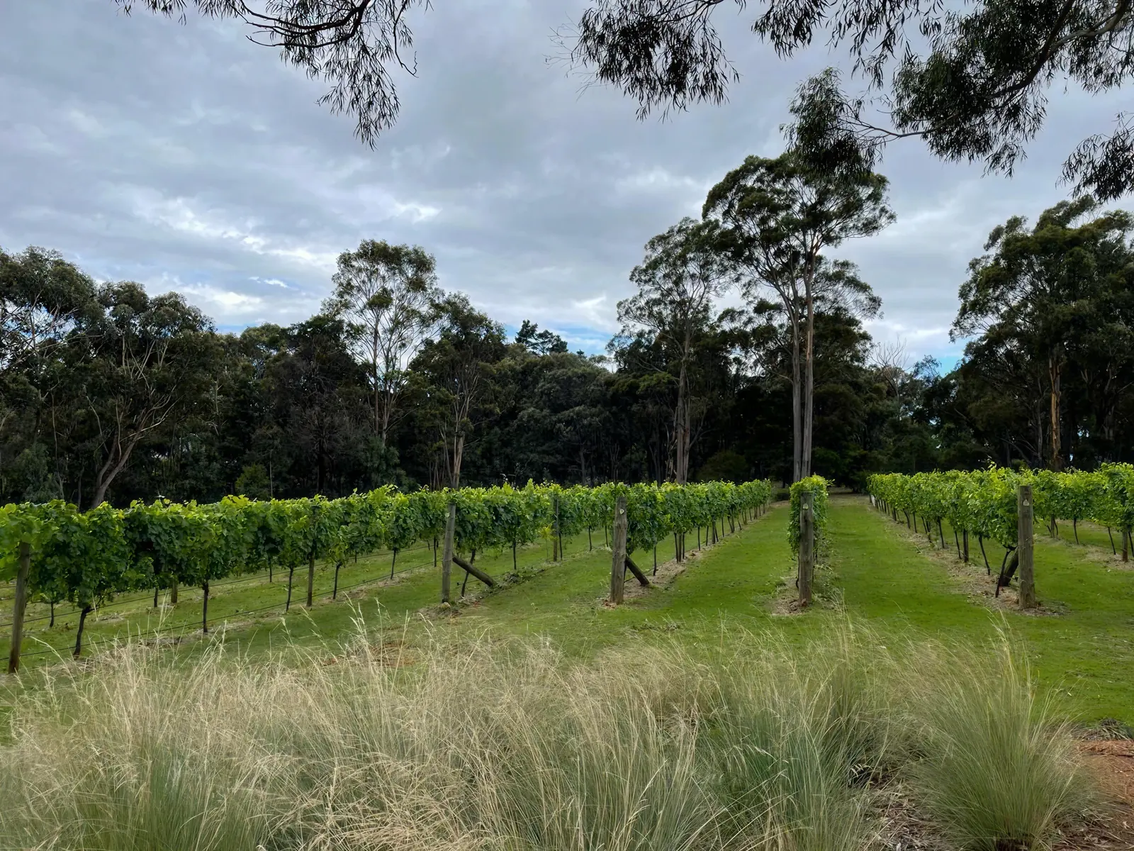 Vines and stringybark trees at Piru Vineyard