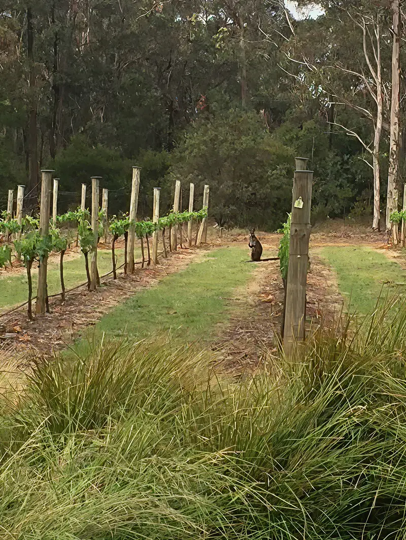 The family behind Piru Vineyard in Canyonleigh